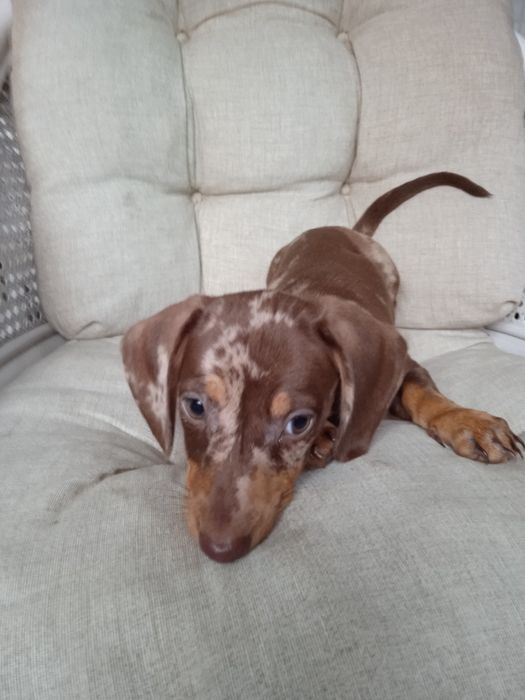 Jamnik krótkowłosy