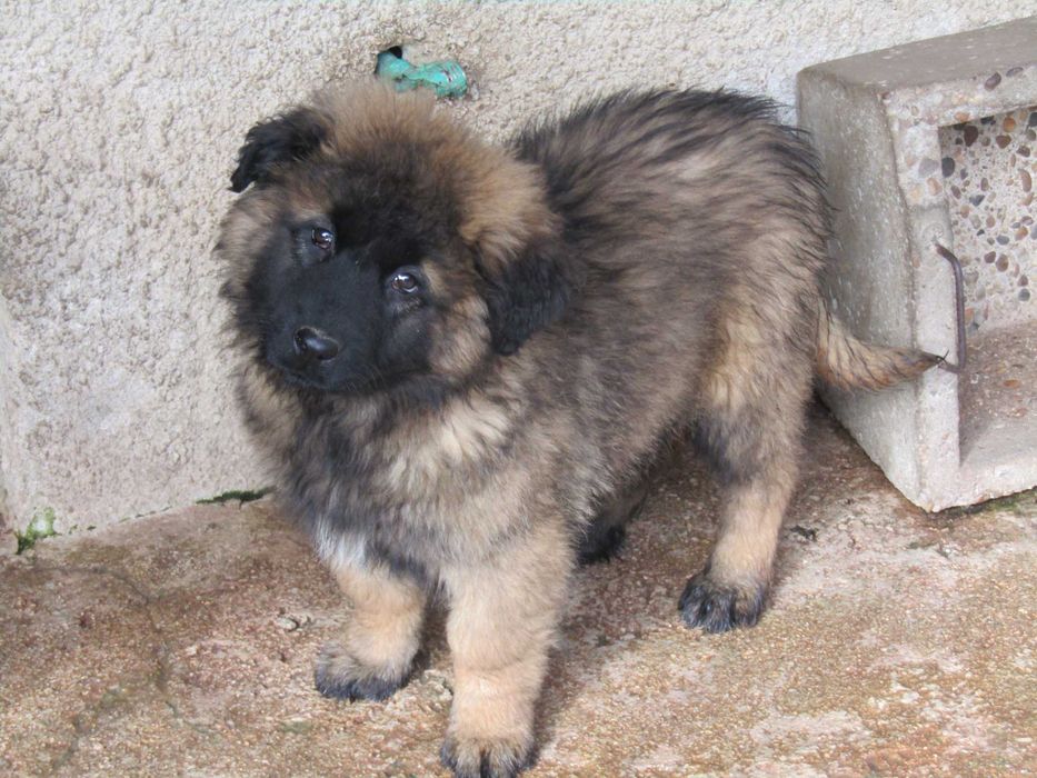 Cão Serra da Estrela Linha de Trabalho, com Pedigree/Afixo