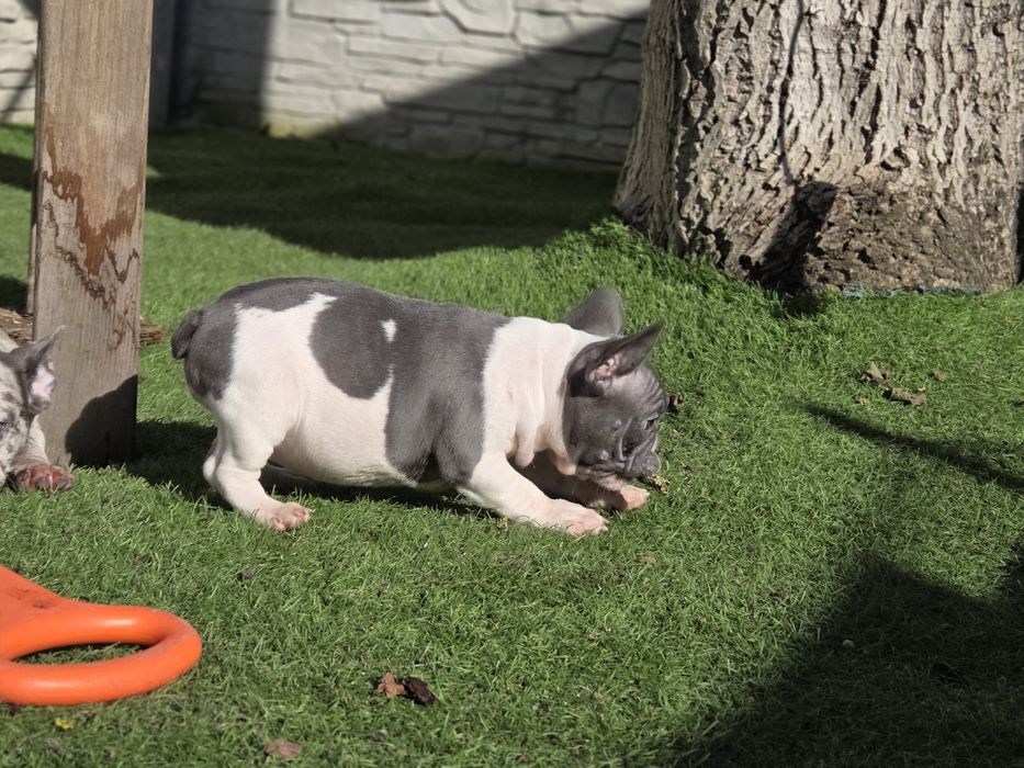 Французький бульдог  малесенька принцеса