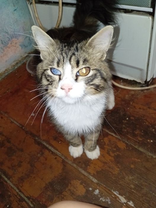 Отдам котика в хорошие руки