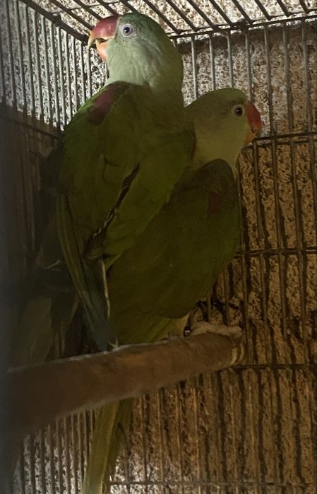 Casal de alexandrinos