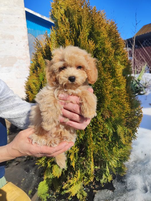 Мальтіпу ф1 дівчатка.