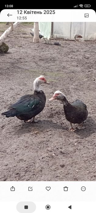 Продам сім'ю качок шипунів.