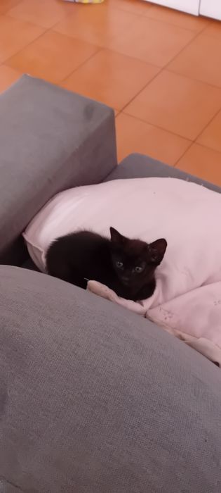 Animais  gatos adoção