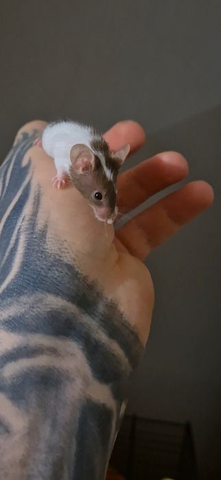 Myszy myszki duża ilość