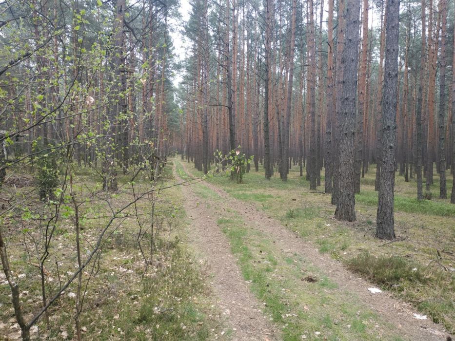 Działka leśna, las sosnowy, pogranicze Wilgi i Skurczy