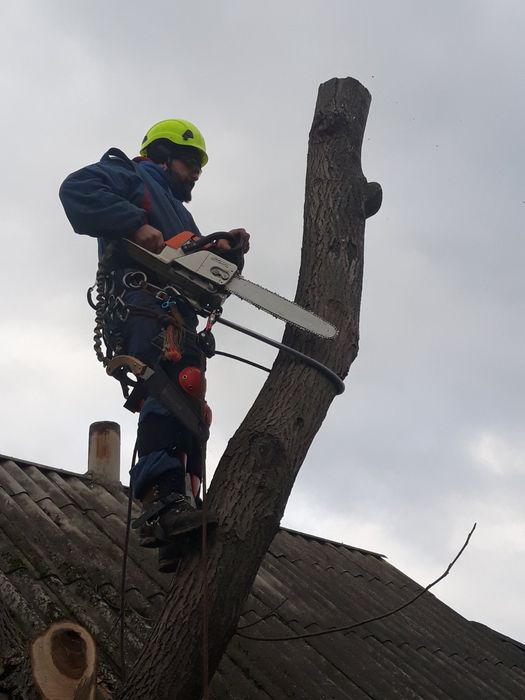 Спил аварійних дерев