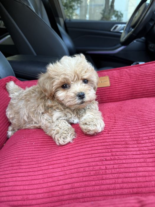 Малюки мальтипу