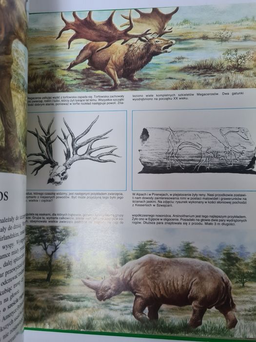 Tajemnice zwierząt - Prehistoria