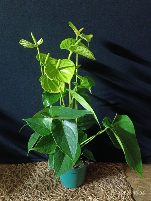 Антуріум ,, Vanilla,,