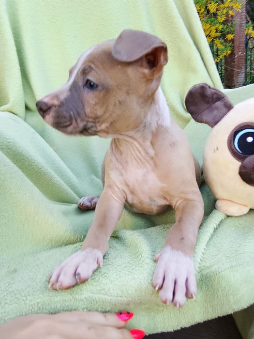 Amstaff suczka skończone 8 tyg gotowa do odbioru