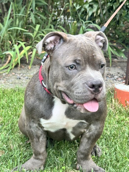 Щенки American Bully Pocket — перспективные малыши от красивой пары