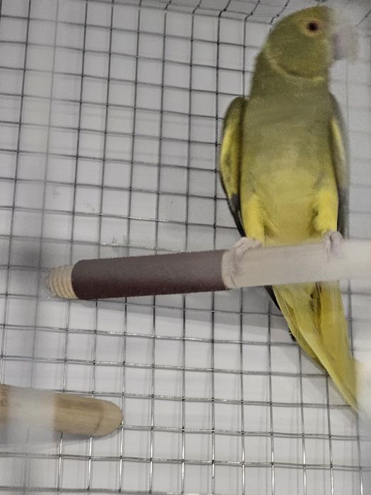 Troco ring neck femea cc 2015