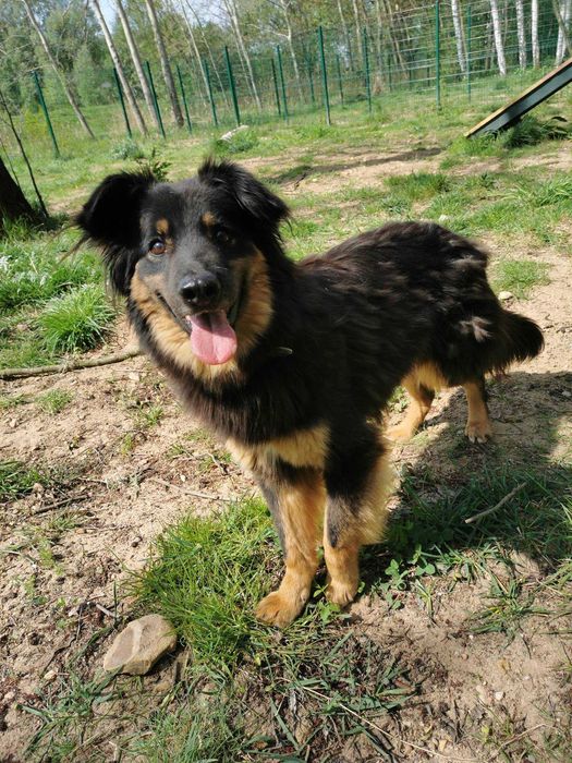 Insia wycofana suczka w schronisku ..