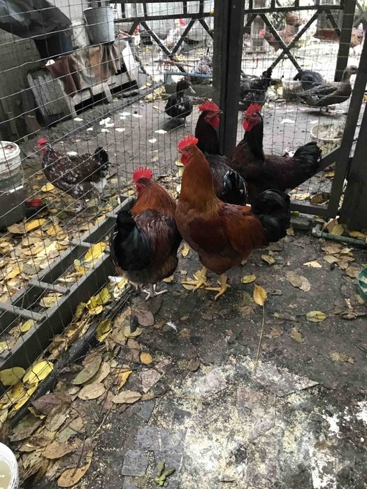 Півень Лівенська