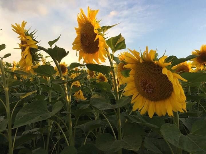 Сонях з різноцвітом, різноцвіт, мед