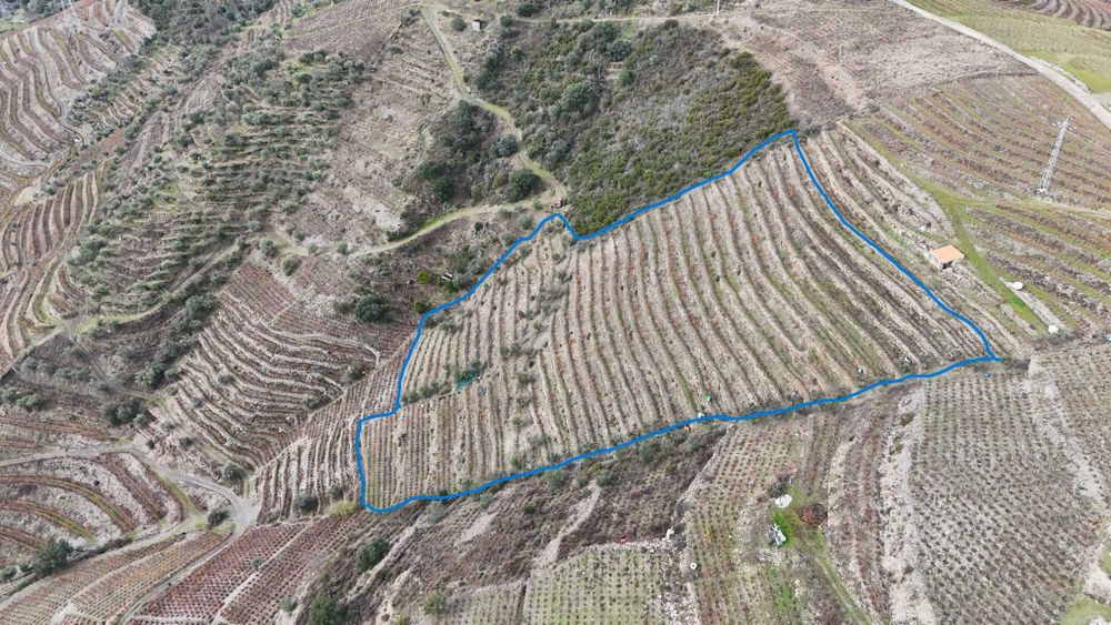 Vende-se terreno agrícola com vinha e Oliveiras
