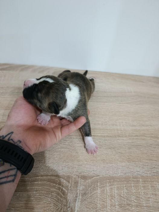 American staffordshire terrier Amstaff