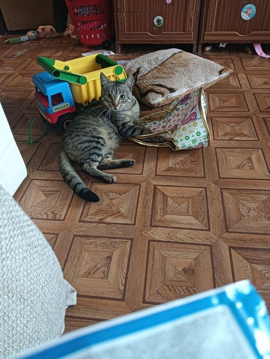 Oddam kota w dobre rece