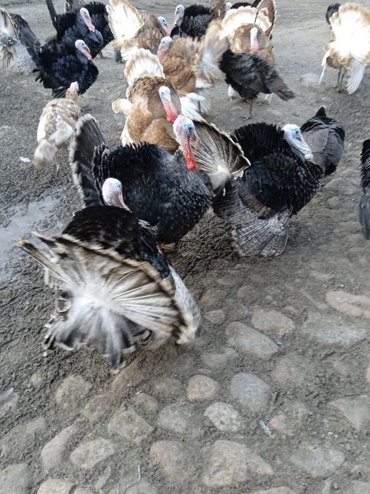 Sprzedam młode indyki oraz perlice