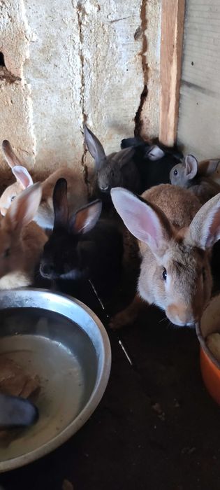 Vendo coelhos grandes e pequenos