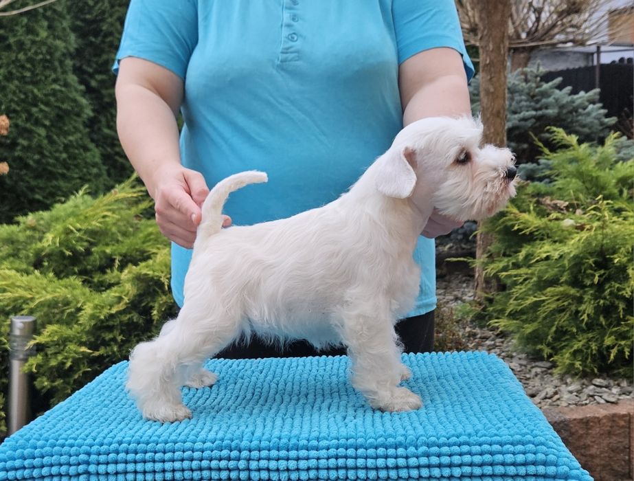 Sznaucer miniaturowy biały - RODOWÓD FCI !!!