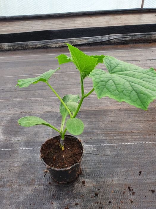 ROZSADA OGÓRKA SZCZEPIONEGO  na podkładce lub dyni- zamówienia na 2026