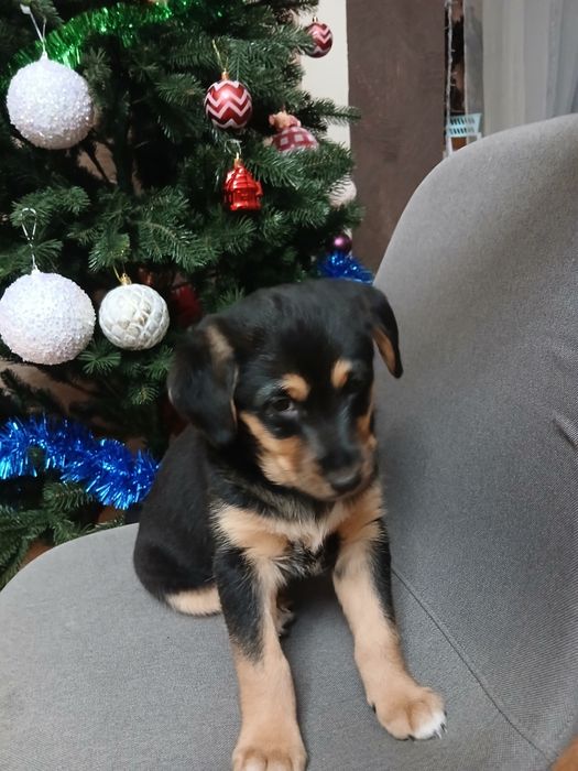 Віддам у добрі руки собачку(дівчинка 3міс)