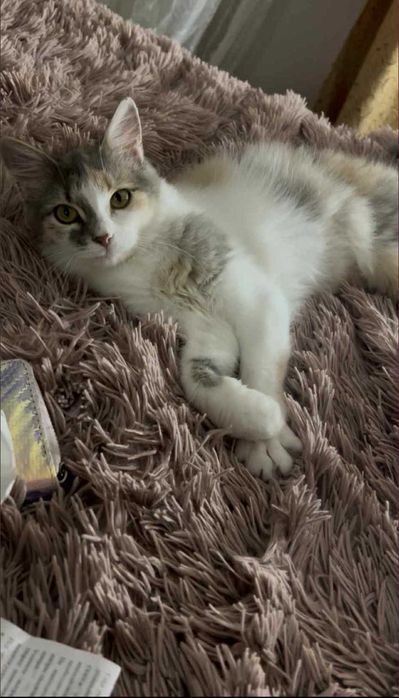 Пухнаста красунечка шукає дім!