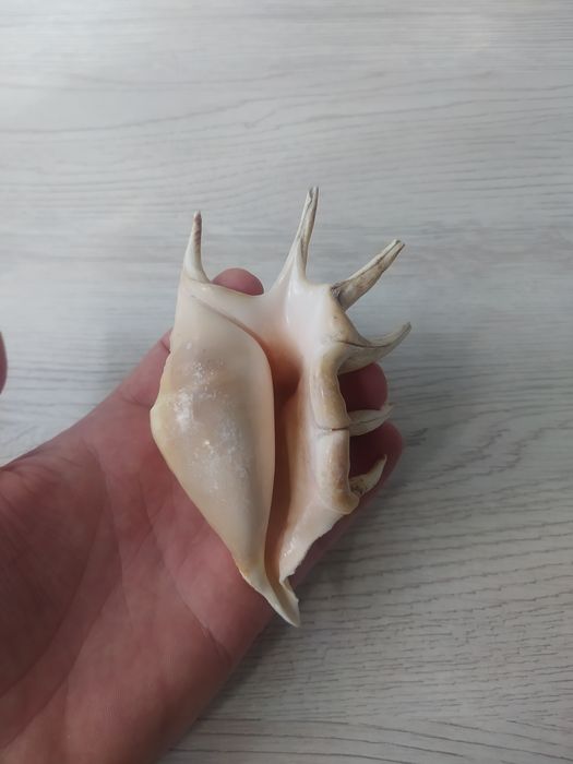 Мушлі в акваріум