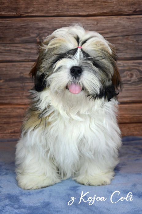 Cudny piesek shih tzu z rodowodem ZKwP FCI