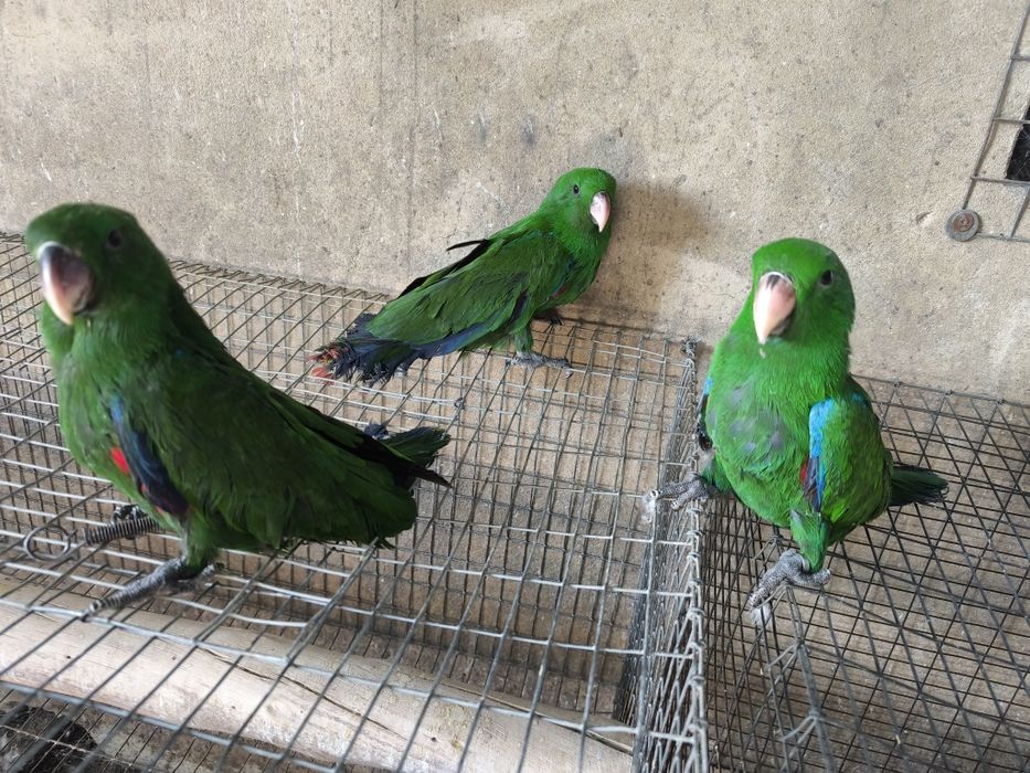 Papagaios écletus para acabar de criar à mão