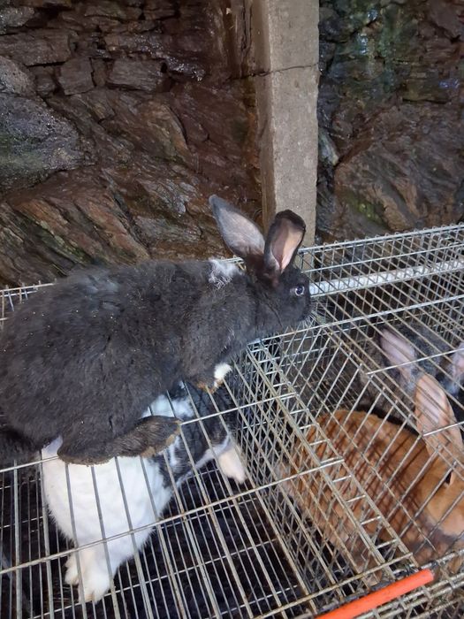 Vendo coelhos de ninhadas novas!