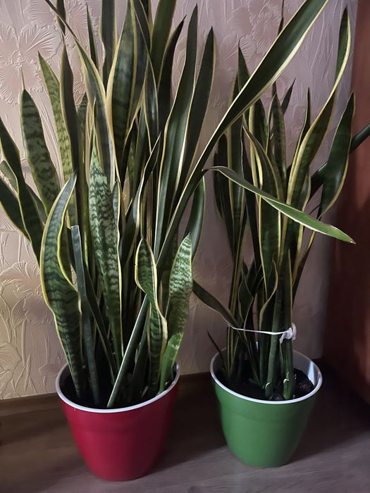 Красивые комнатные цветы