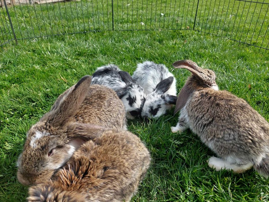 Króliki barany francuskie