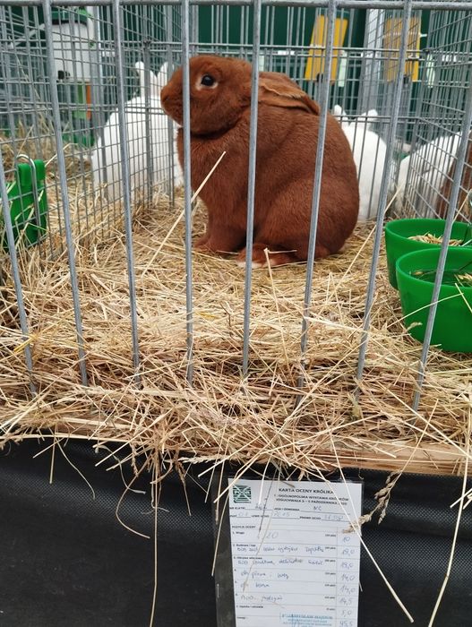 Nowozelandzki czerwony, króliki