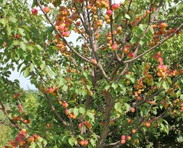 45 га - сад яблук, абрикос, черешні, слив та вишні + матеріальна база.