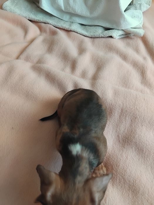 Міні таксочка з цікавим окрасом