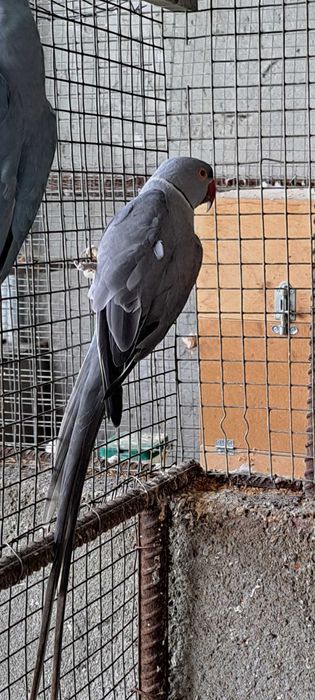 Ring necks varias mutações declaração cedência