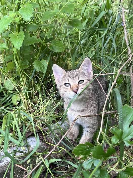 Кошенята безкоштовно