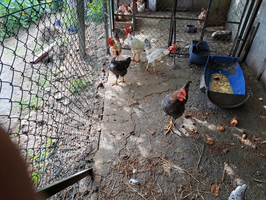 Frangos caseiros