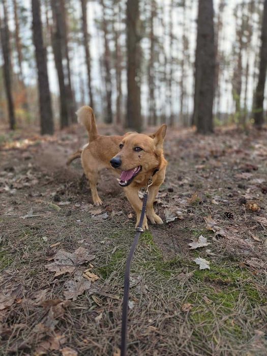 BUDYŃ - Schronisko dla Zwierząt w Ostródzie
