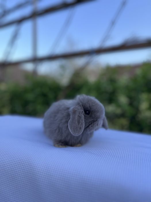 Дівчинка NHD.Карликові баранчики,кролики