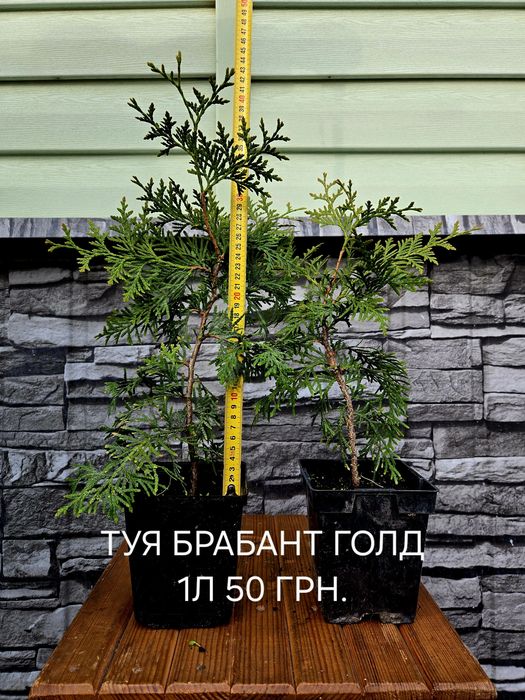 Туя Смарагд, Брабант, ялівець Блю Ерроу, Блю чіп