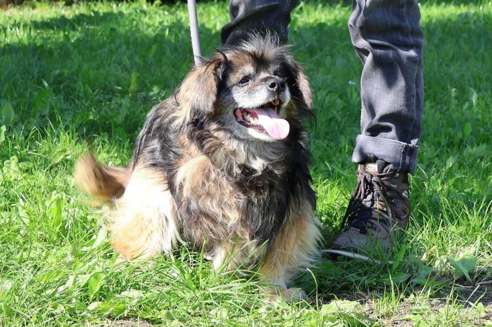 097144 Beatka do adopcji