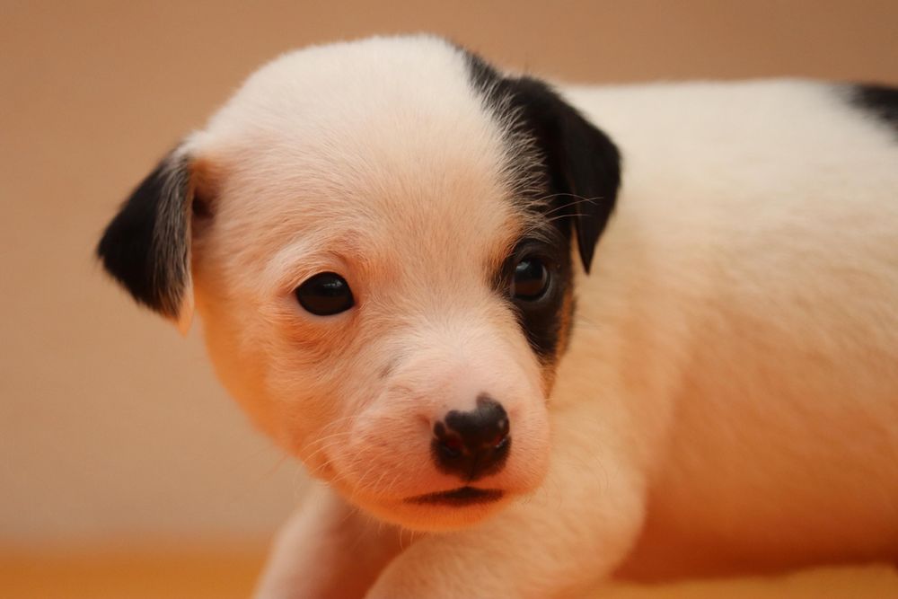 Macho Jack Russell Terrier