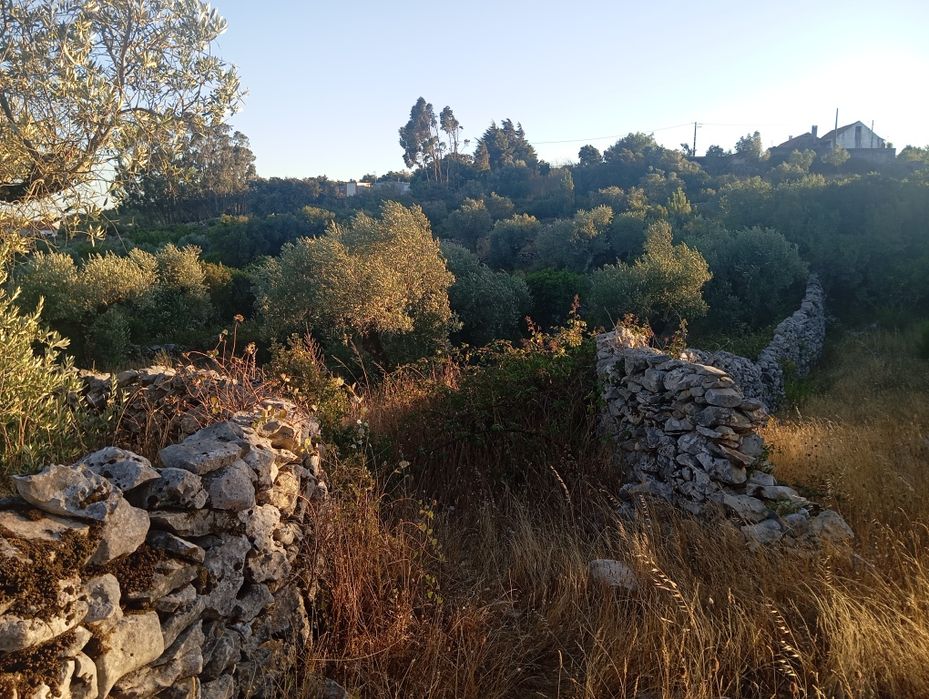 Limpeza de terrenos