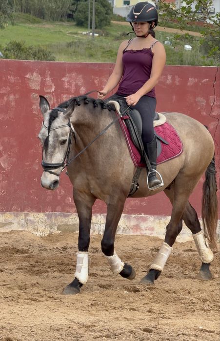 Cavalos com  5 anos Especial para passeios!!!