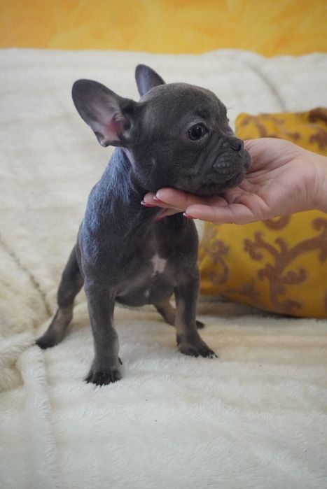 Buldog francês blue