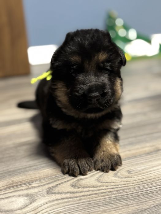 Owczarek niemiecki FCI